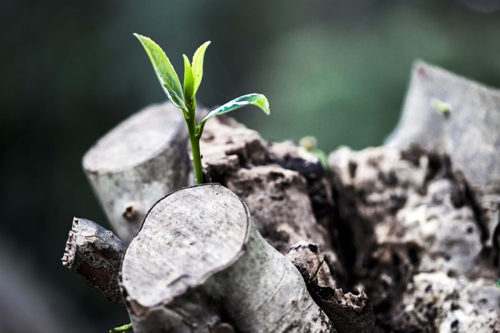 The Growing Importance Of Esg In Mba Programs